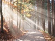 Göttliches Licht wärmt den herbstlichen Wald by photodesign-kerstin-esser