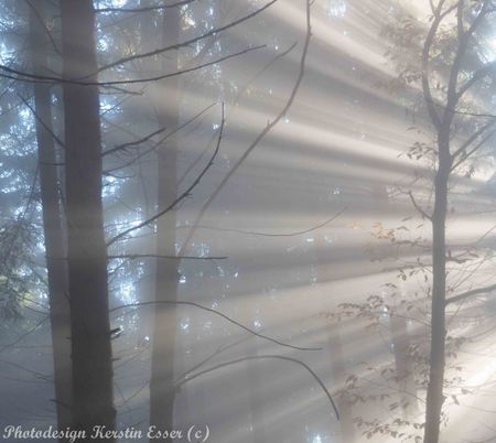 Wald-von-schoenbuech-am-01-dot-11-dot-2015-154