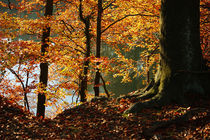 'Goldener Herbst IV' by meleah