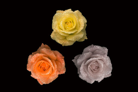 Rose-triangle-colour