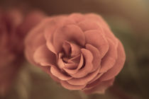 Eine einzelne Rose von oben  Vintage Look von Peter-André Sobota