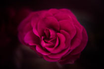 Eine einzelne Rose von oben Schwarz/Rot von Peter-André Sobota
