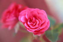 Eine einzelne Rose von oben Orginal pink von Peter-André Sobota