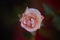 Eine einzelne Rose von oben Orginal2 von Peter-André Sobota