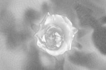 Eine einzelne Rose von oben  Schwarz/Weiß by Peter-André Sobota