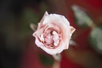 Eine einzelne Rose von oben oil von Peter-André Sobota