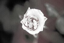 Eine einzelne Rose von oben pencil by Peter-André Sobota