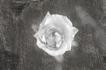 Eine einzelne Rose von oben sketch by Peter-André Sobota