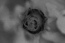 Eine einzelne Rose von oben  in Schwarz by Peter-André Sobota