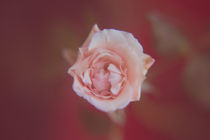 Eine einzelne Rose von oben in Rot von Peter-André Sobota