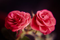 A pair of roses and white on dark background by Peter-André Sobota