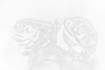 A pair of roses in black and white on dark background by Peter-André Sobota
