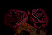 A pair of roses in neon on dark background von Peter-André Sobota