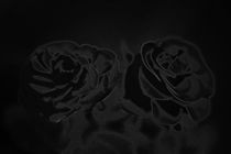 A pair of roses in black by Peter-André Sobota