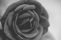 Black Rose by maraynu