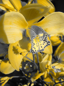 Orchidee durch Gelbfilter von Eva Dust