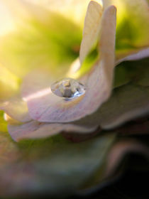 Edelstein in Blütenblatt von Eva Dust