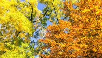 beautiful fall - wunderschöner Herbst von Ruby Lindholm