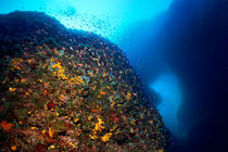 Unterwasserwelt Korfu von Norbert Probst