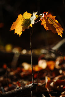 Goldener Herbst VI by meleah