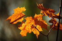 Goldener Herbst VII by meleah