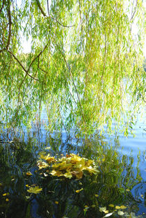 Autumn curtain of branches and leaves of the willow von Yuri Hope
