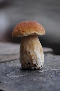 mushroom by emanuele molinari