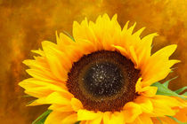 Sonnenblume von darlya