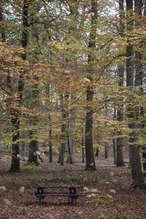 Forest Dreams, Fontainebleau by Katia Boitsova