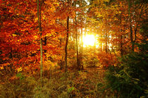Herbstsonne by darlya