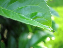 Wassertropfen auf Blatt by ivy
