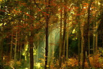 Herbstwald von darlya