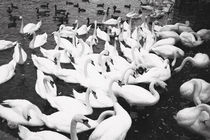 Swans von Giorgio Giussani