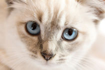 Blue Eyes Kitten von moonbloom