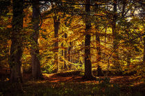 Herbstwald von Kai Jarchow