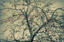Red Apples in Empty Garden von cinema4design