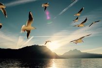 Seagulls- Möwen am See by kamaku