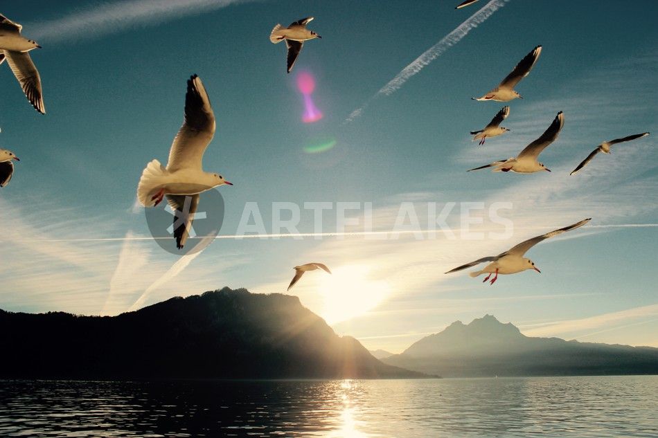 "Seagulls- Möwen am See" Fotografie als Poster und Kunstdruck von