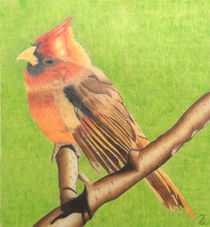 Cardinal Bird by Laurence Collard