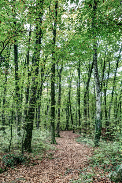 Path-between-trees-fageda-jorda