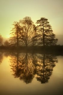 Bäume am Morgen 4 von Bernhard Kaiser