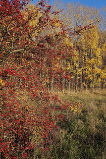 Rot-Gelber Herbst by Ronny Schmidt