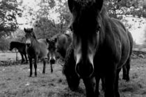 The Horses von Ronny Schmidt