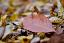 Autumn leaves von Zornitsa Yordanova