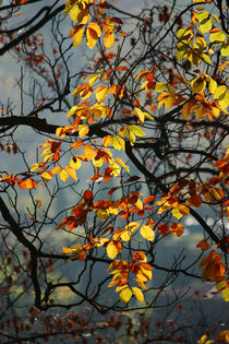 Goldener Herbst VIII by meleah