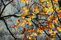 Goldener Herbst IX von meleah