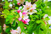 Apfelblüte II von Uwe Ruhrmann