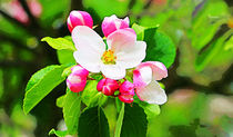 Apfelblüte III von Uwe Ruhrmann