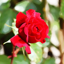 rote Rose I by Uwe Ruhrmann