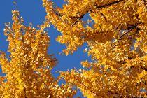 Autumn Leaves Herbstfarben V- Love Edition von kamaku